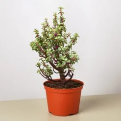 Bonsai Jade Dwarf Rainbow