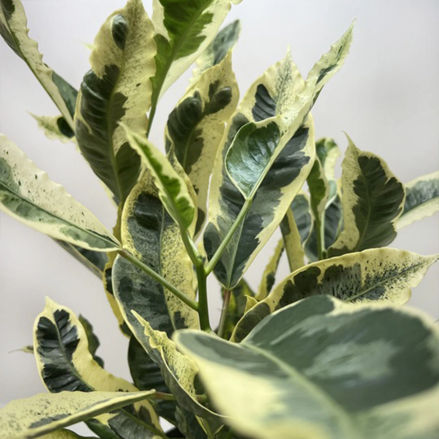 Croton 'Tamara' - Image 2