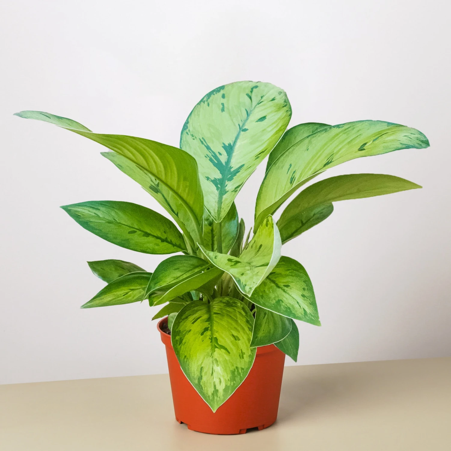 Homalomena 'Selby' - Image 4