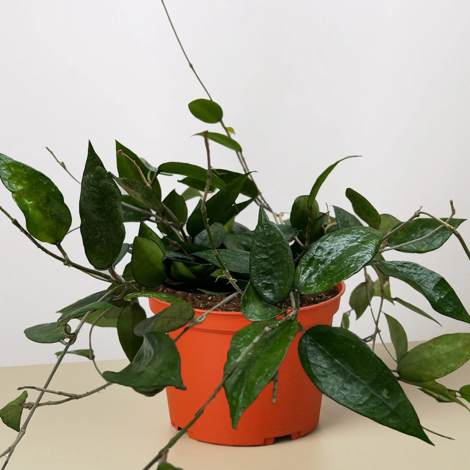 Hoya 'Black Margin' - Image 4