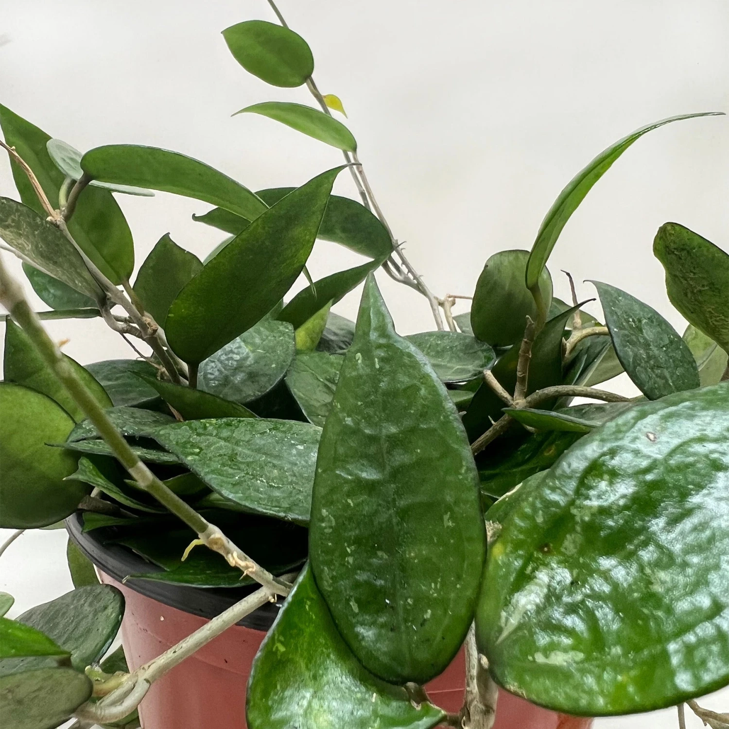 Hoya 'Black Margin' - Image 5