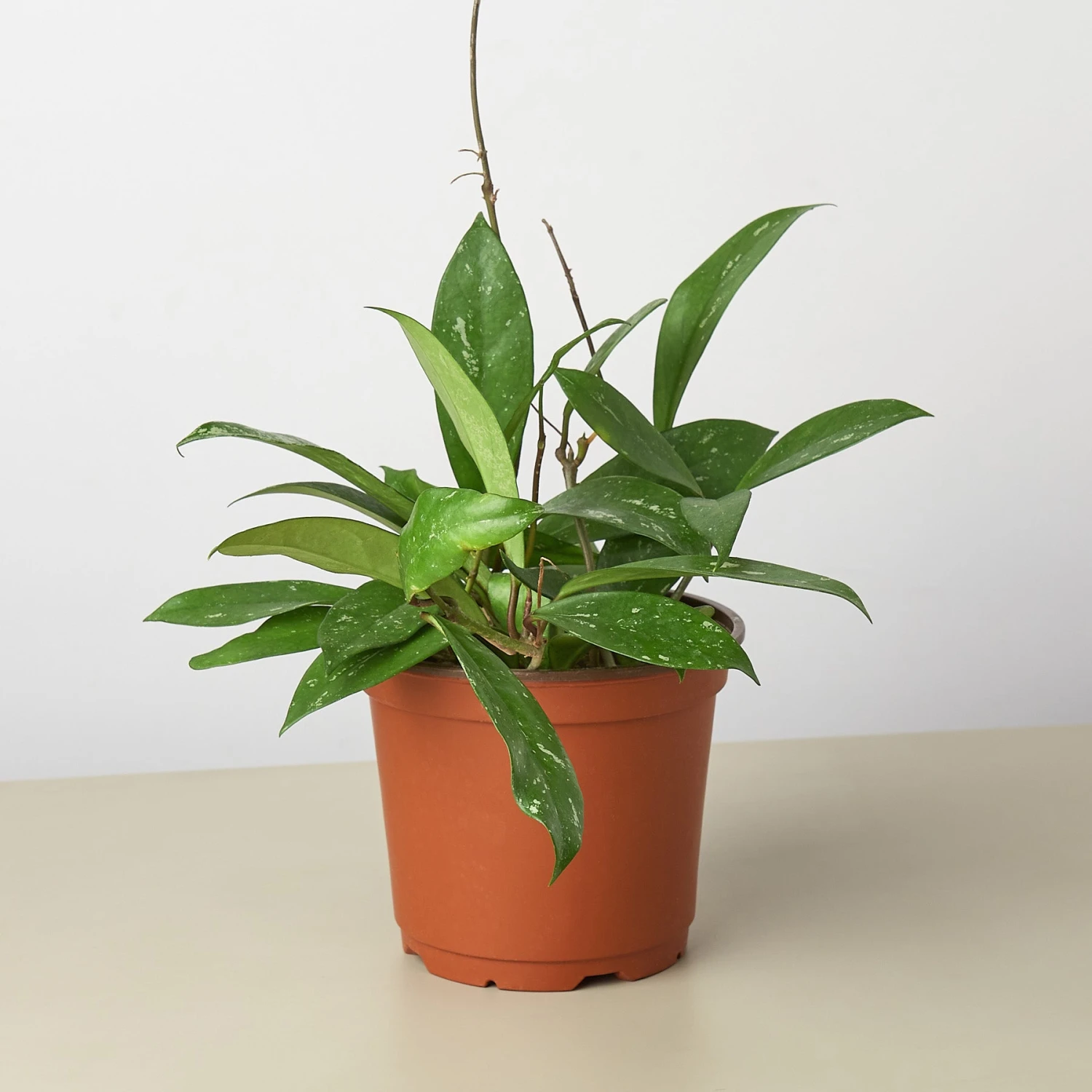 Hoya 'Publicalyx' - Image 4