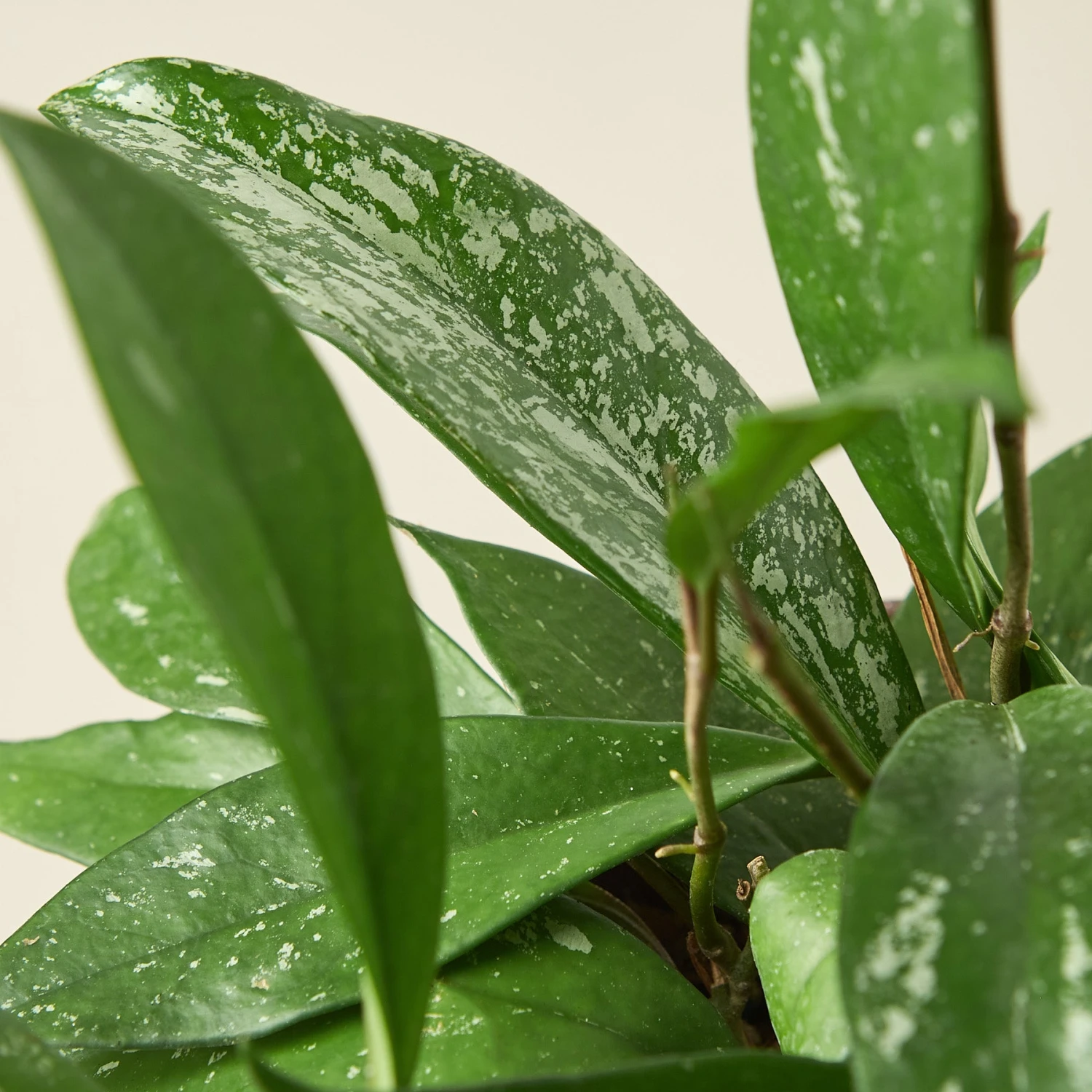 Hoya 'Publicalyx' - Image 5