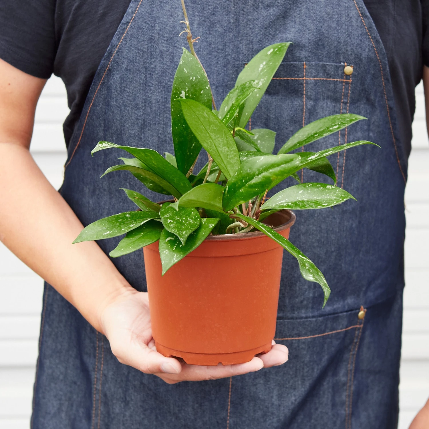 Hoya 'Publicalyx' - Image 6