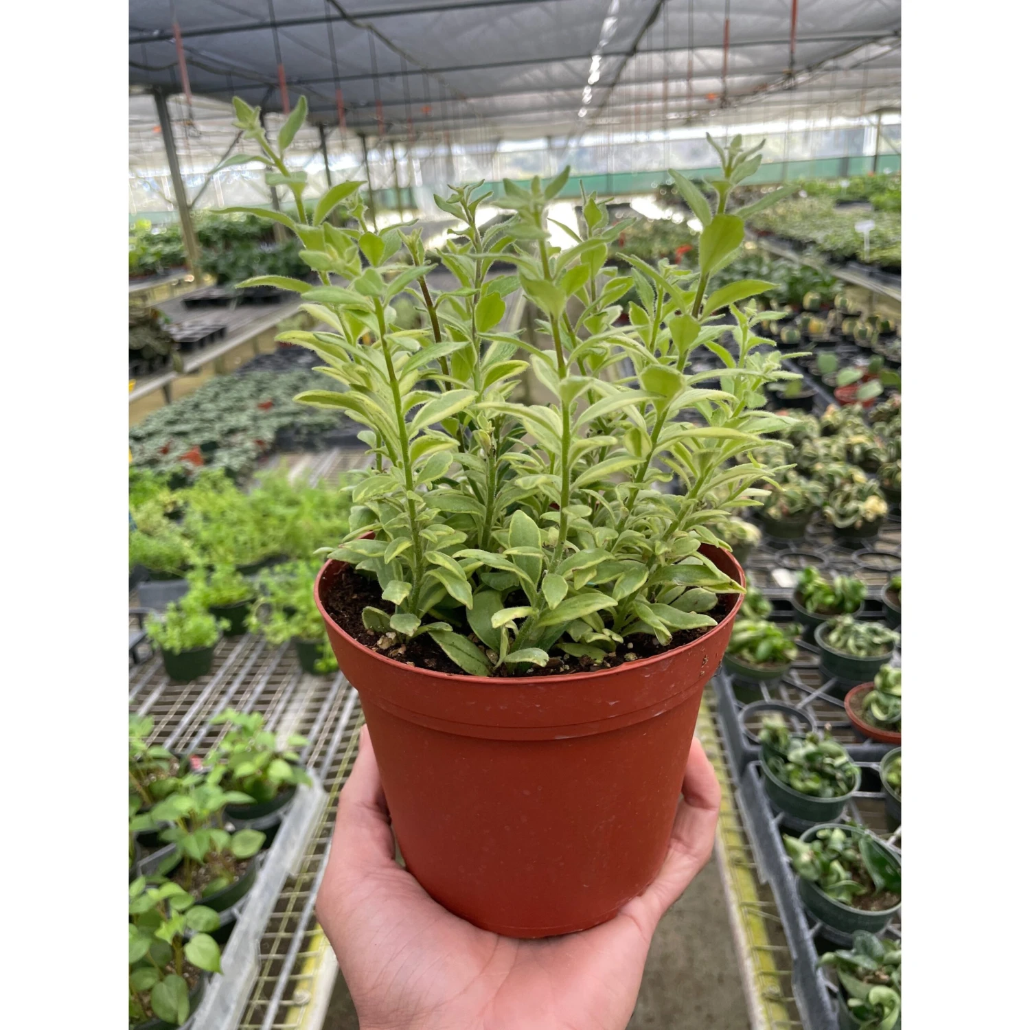 Lipstick 'Bolero Bicolore' - Image 2