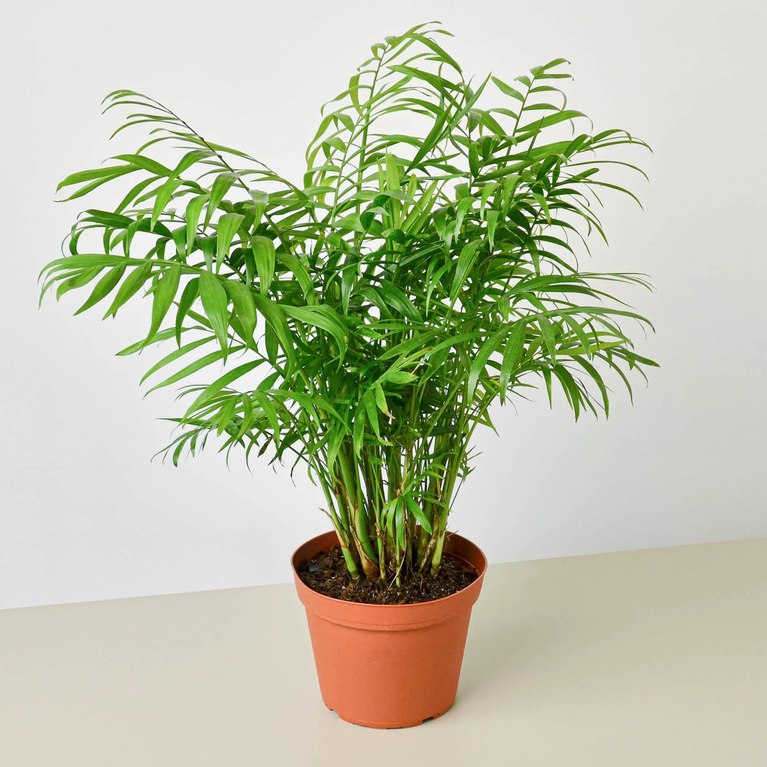 Parlor Palm - Image 7