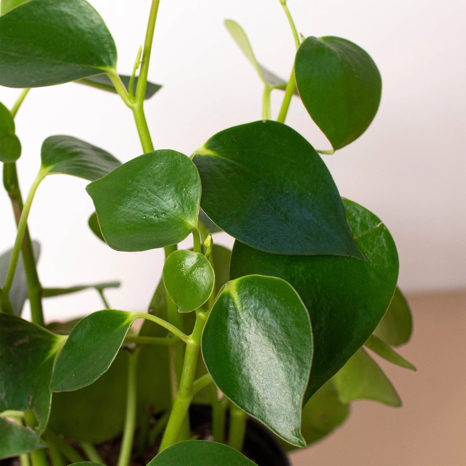 Peperomia 'Raindrop' - Image 5