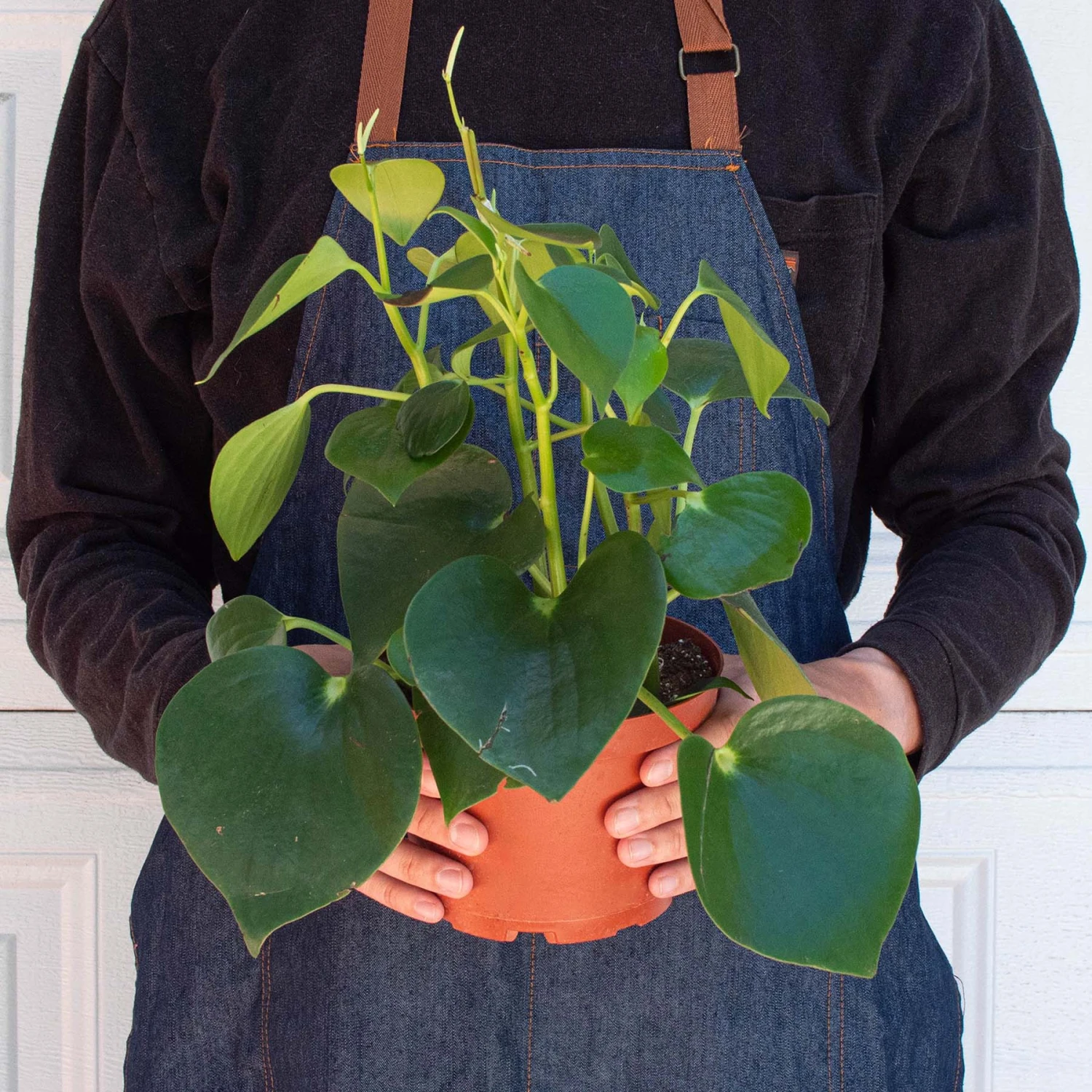 Peperomia 'Raindrop' - Image 6