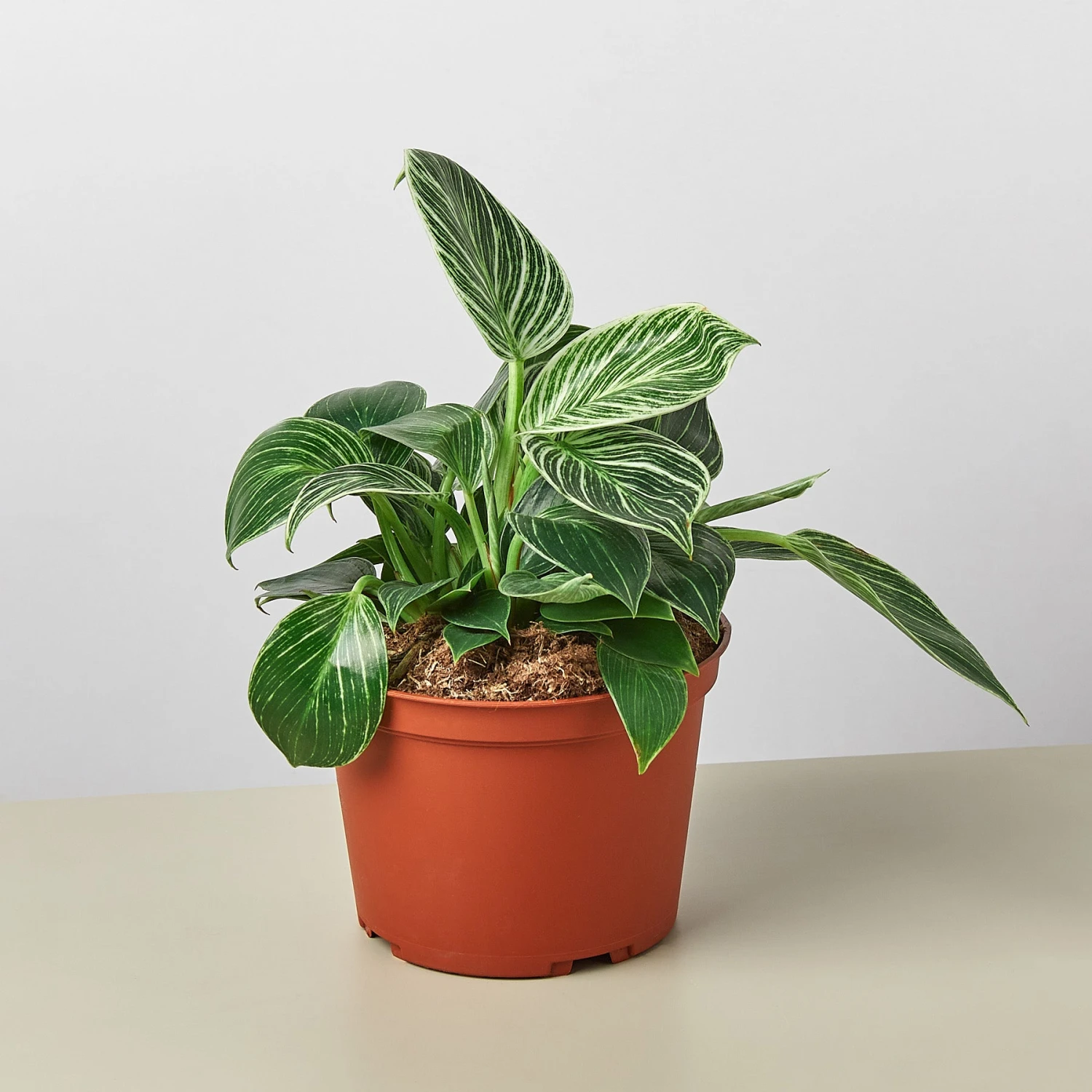 Philodendron 'Birkin' - Image 3