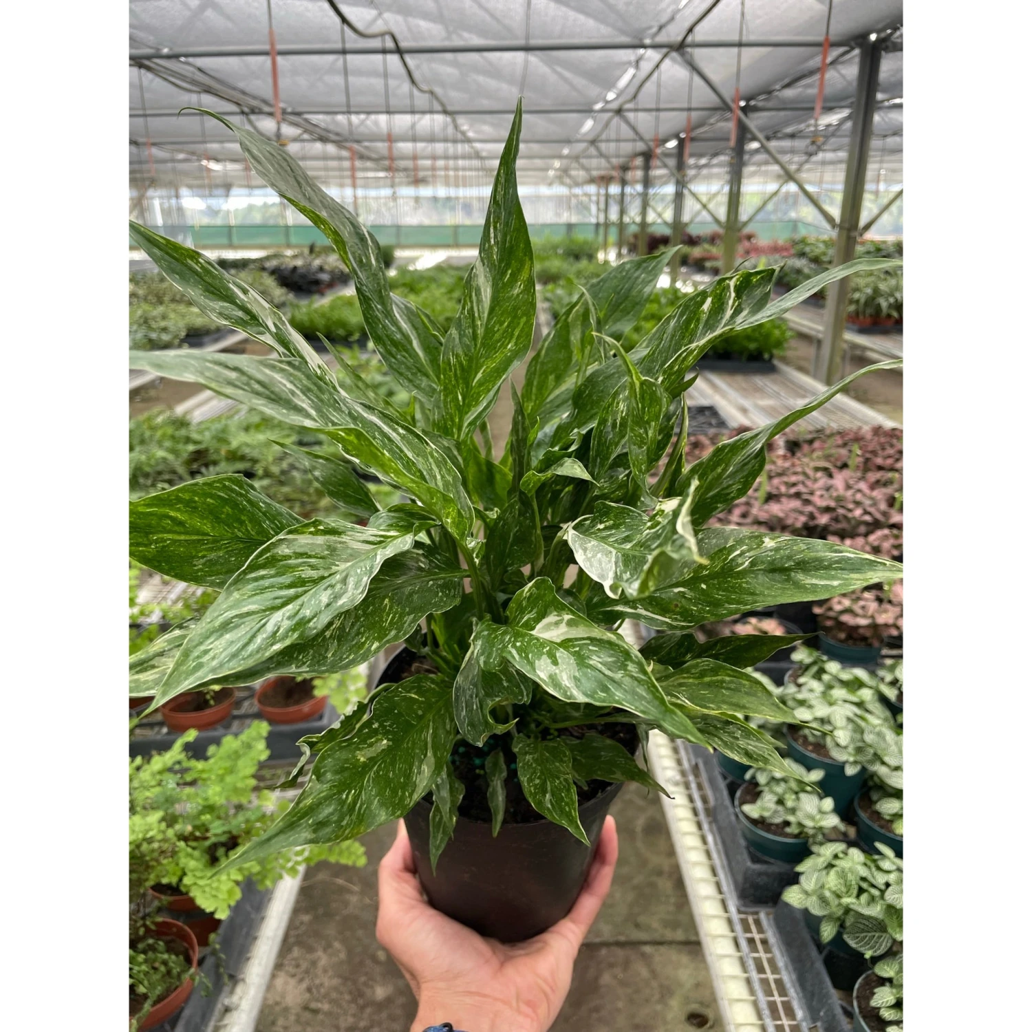 Variegated Spathiphyllum 'Domino' - Image 2