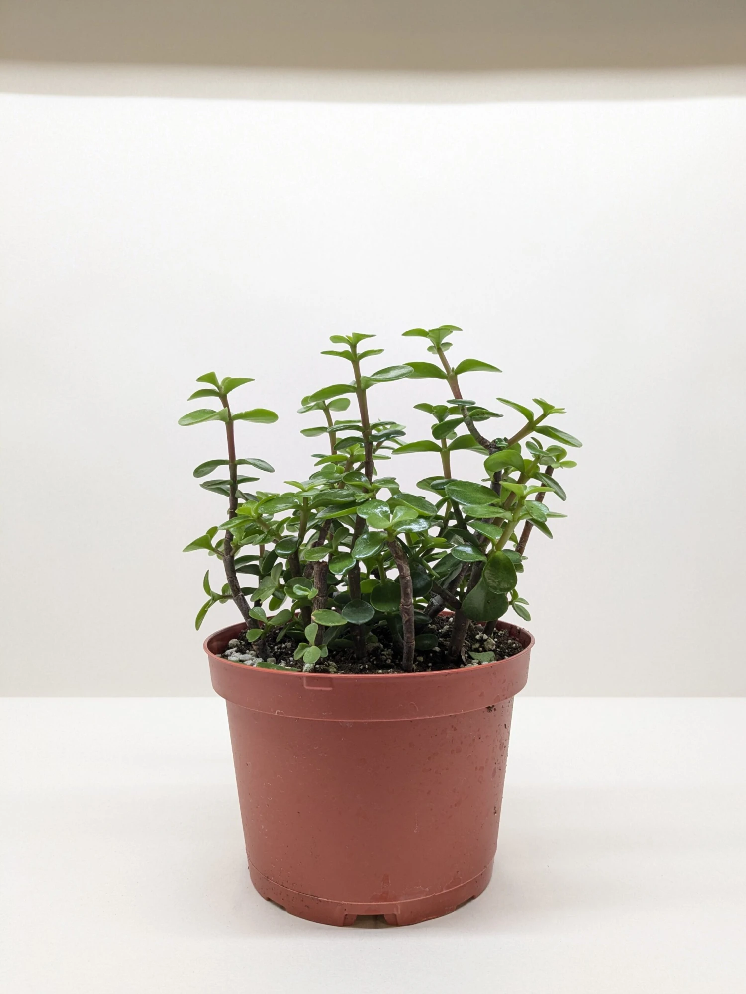 Succulent 'Elephant Bush' - Image 5