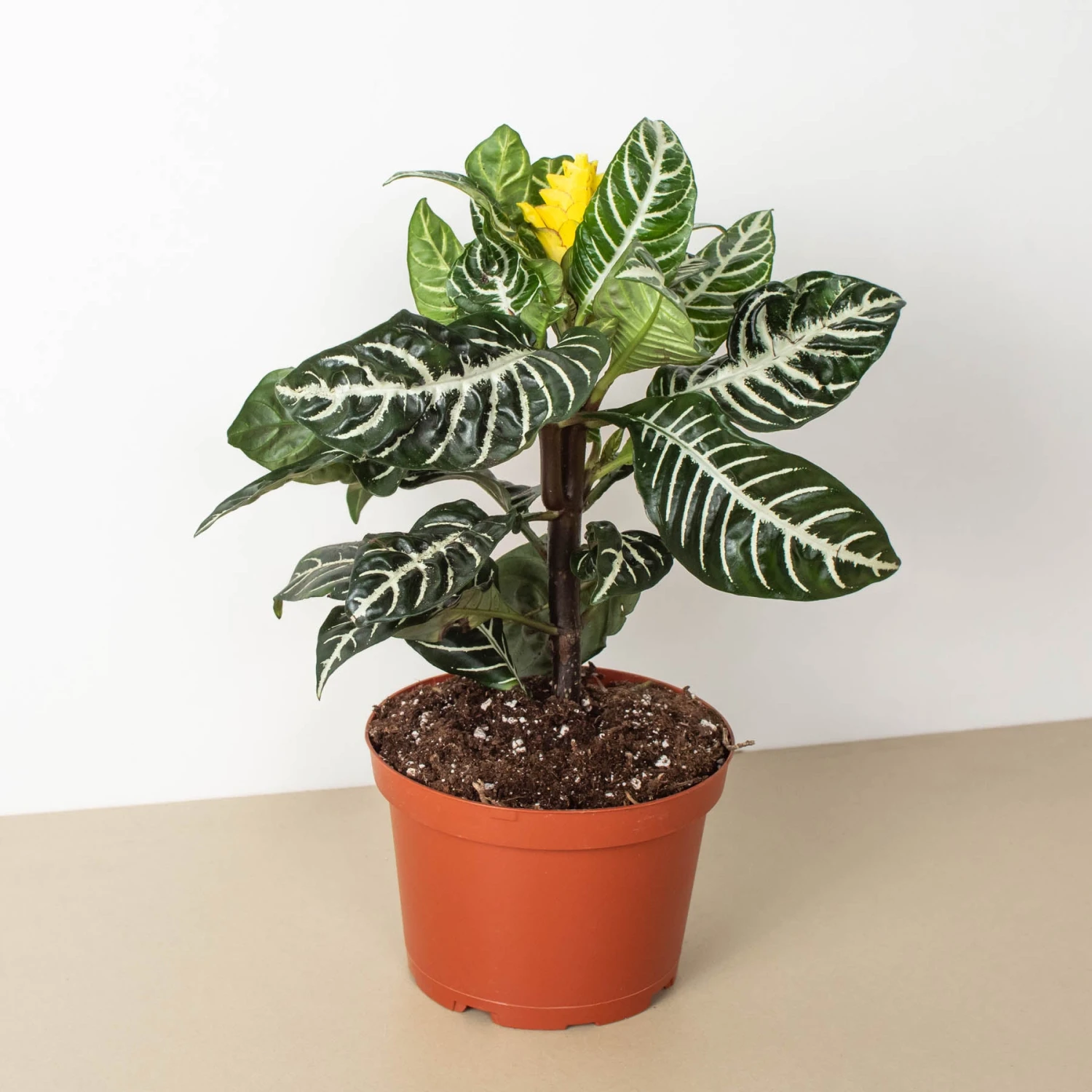 Zebra 'Aphelandra' - Image 2