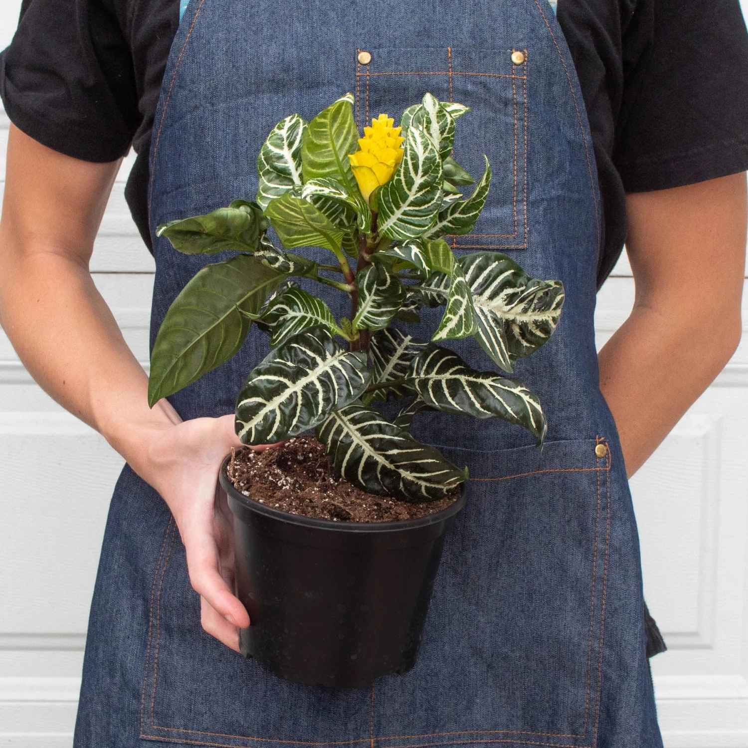 Zebra 'Aphelandra' - Image 7