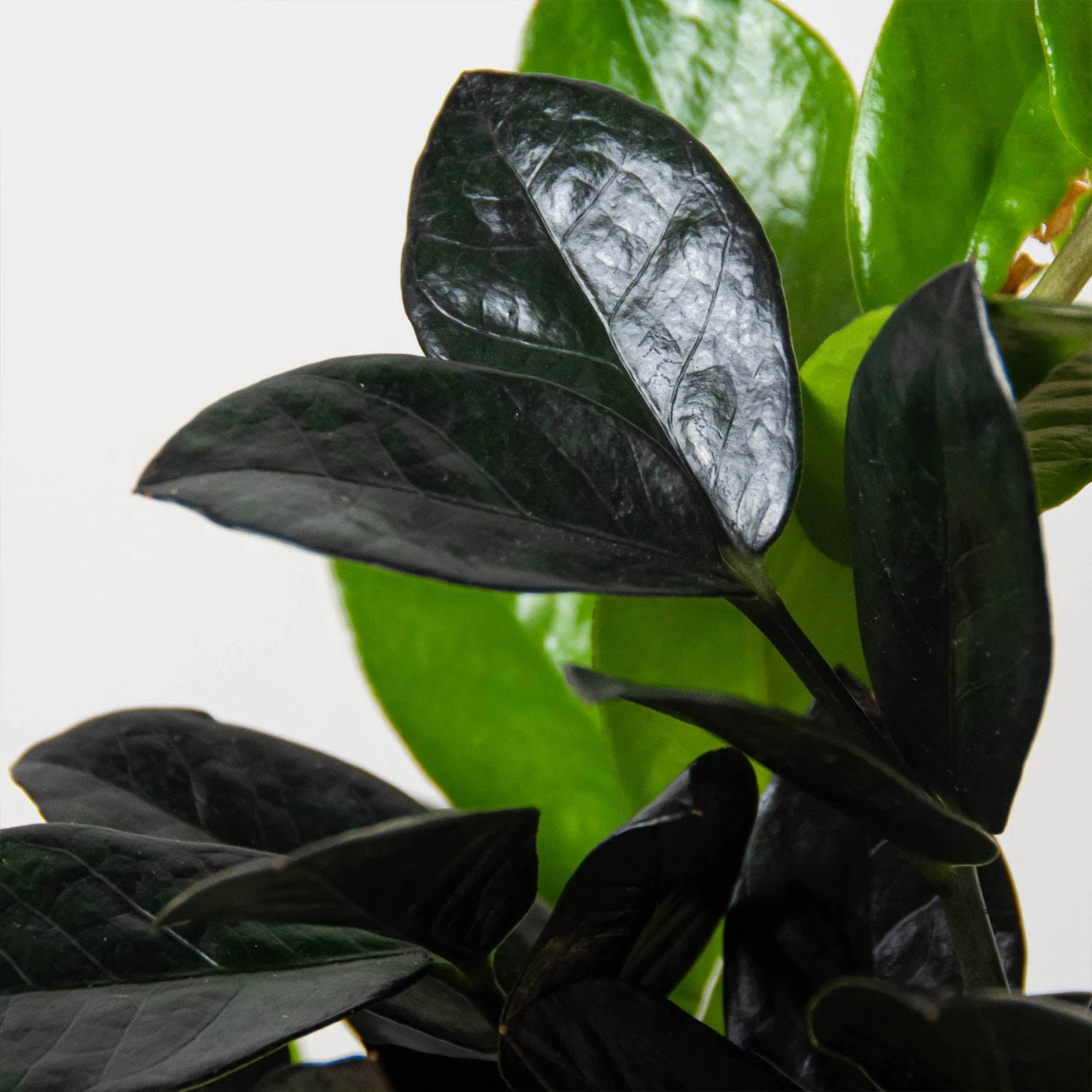 ZZ Zamioculcas 'Black Queen' - Image 2