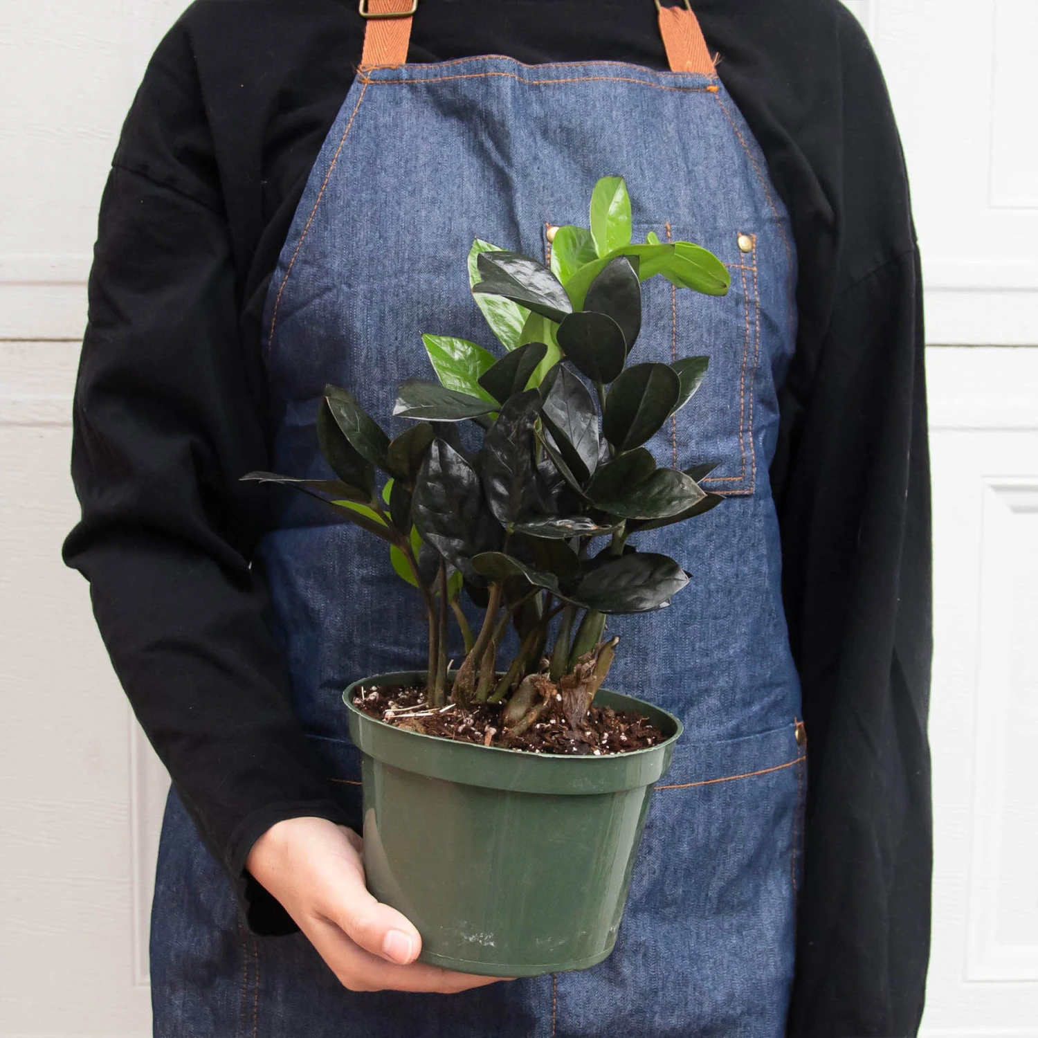 ZZ Zamioculcas 'Black Queen' - Image 3