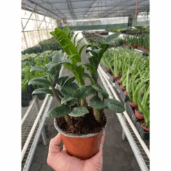 Zamioculcas Zamiifolia 'Zenzi'