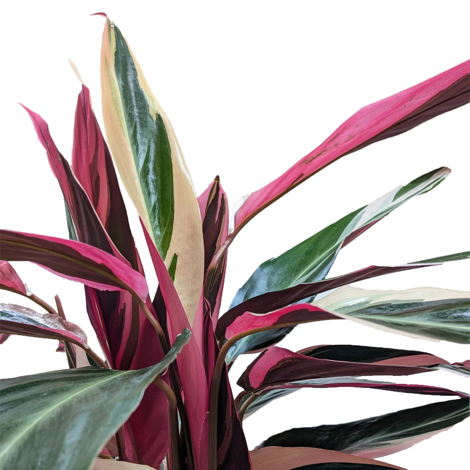 Stromanthe 'Triostar' - Image 5