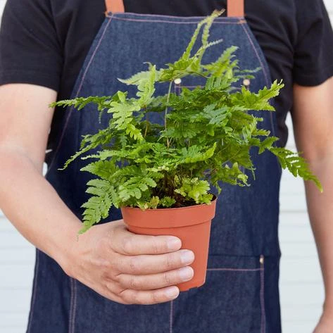 Autumn Fern - Image 4