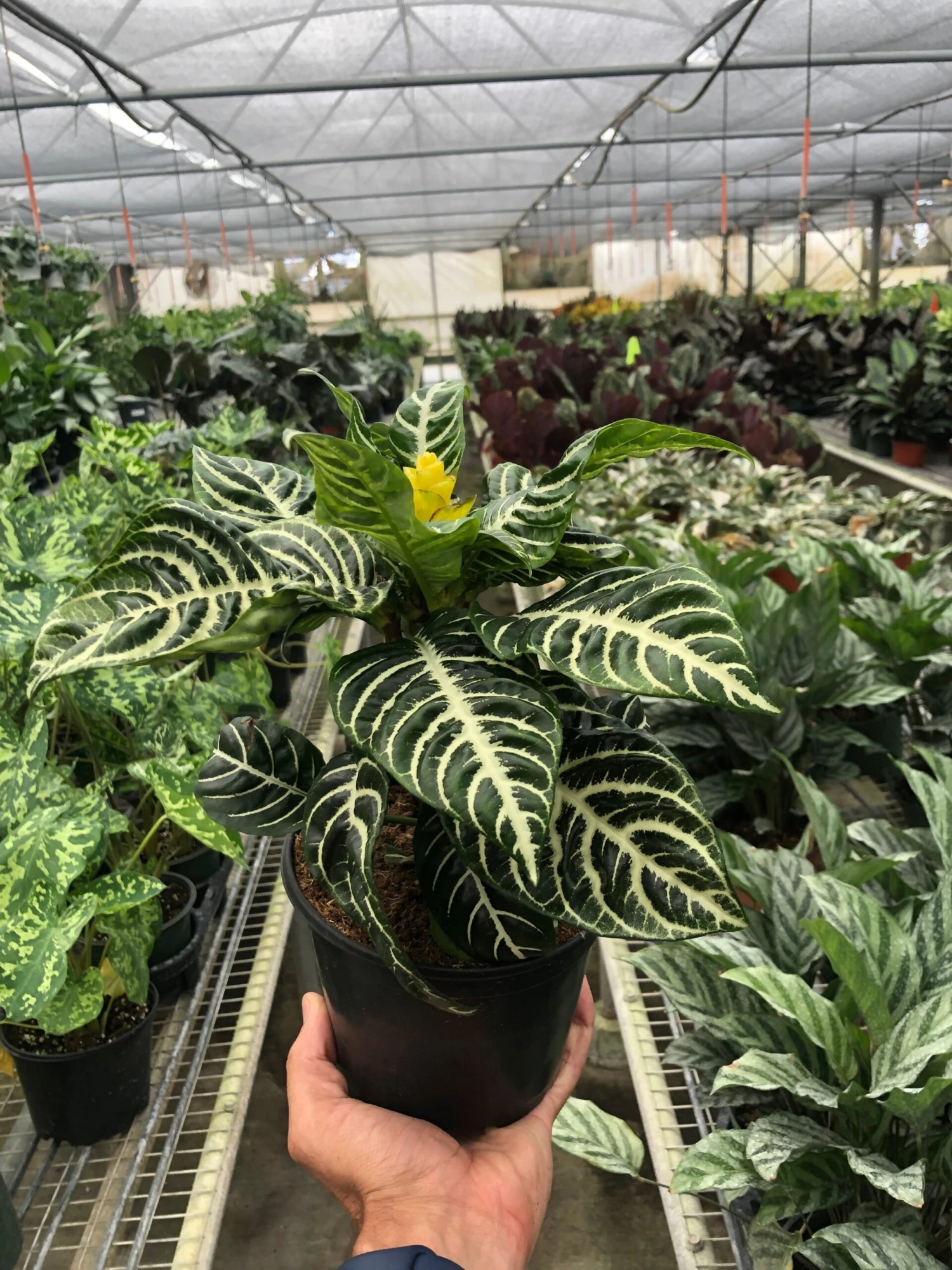 Zebra 'Aphelandra' - Image 6