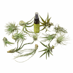 12 Tillandsia Air Plant Variety Pack With Spray Bottle