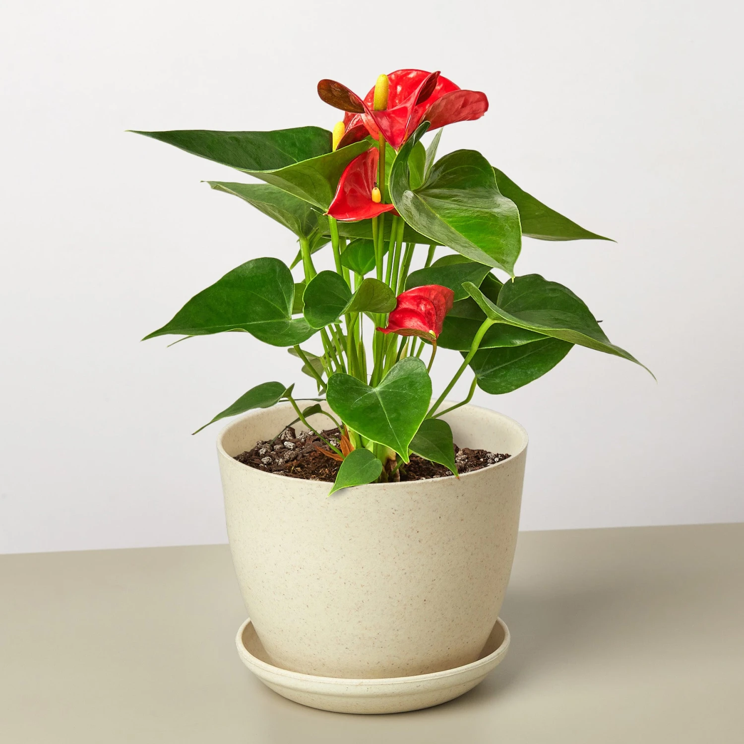 Anthurium 'Red' - Image 9