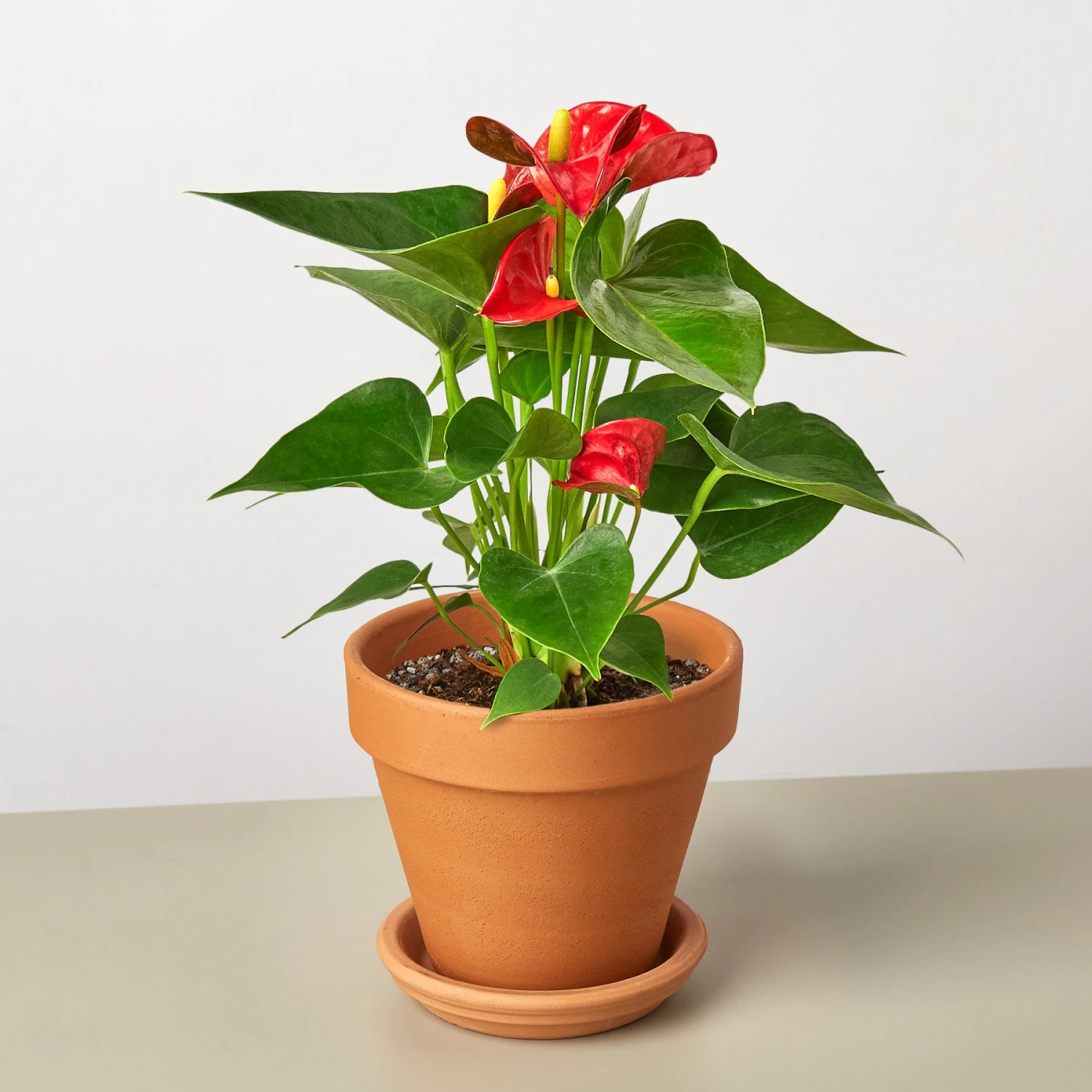 Anthurium 'Red' - Image 10