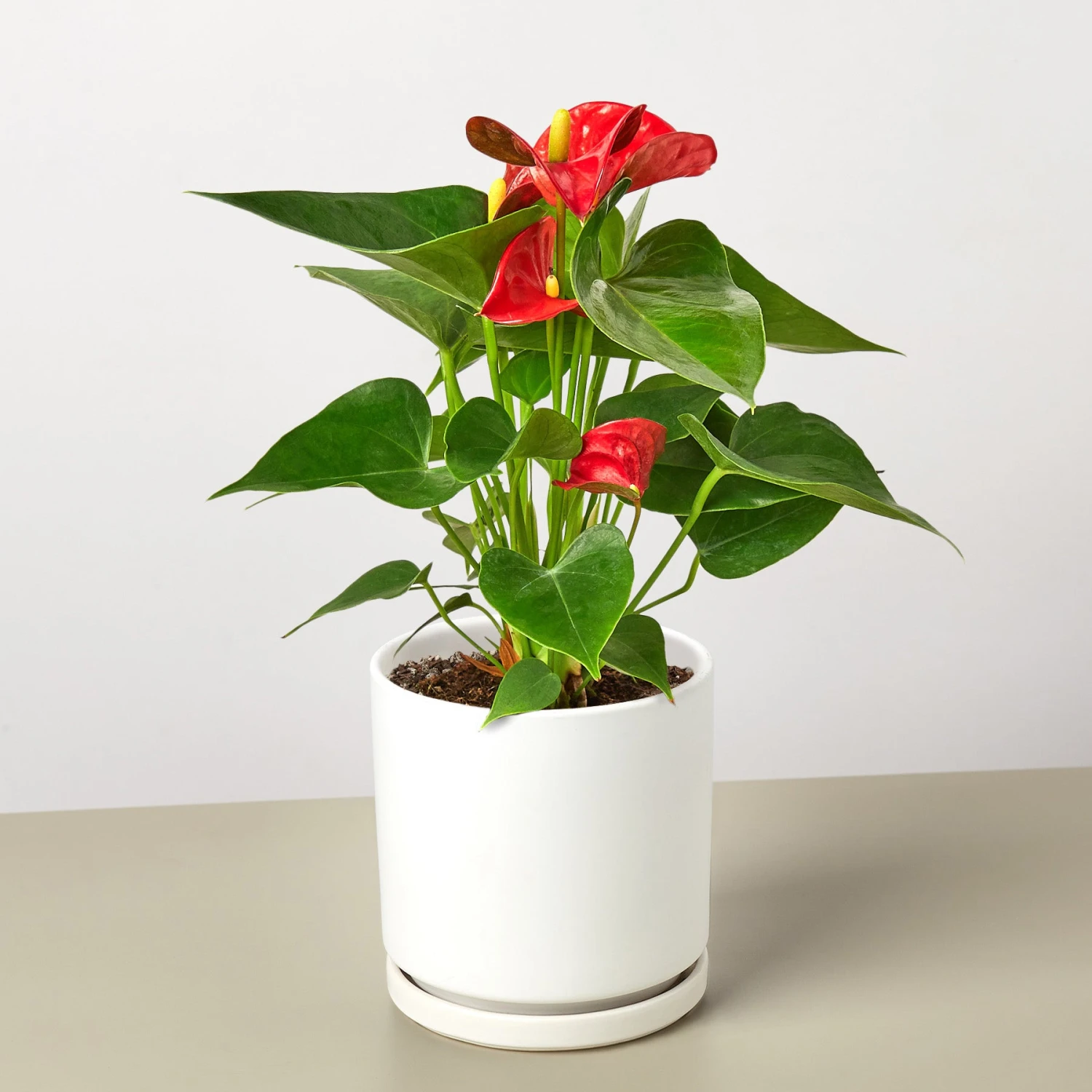Anthurium 'Red' - Image 11