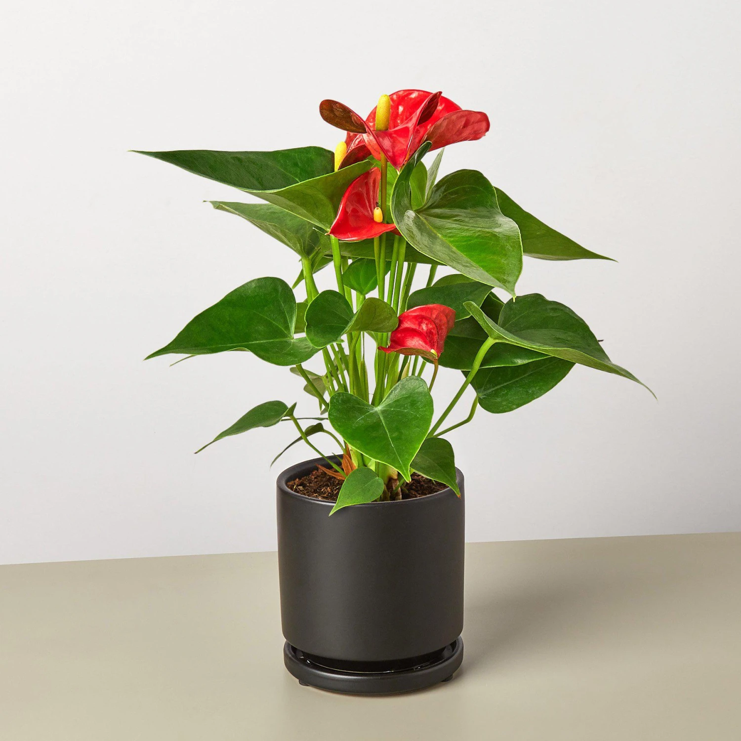 Anthurium 'Red' - Image 6