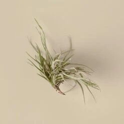 Tillandsia Air Plant Bandensis - 2 Inch