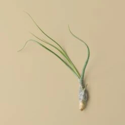 Tillandsia Air Plant Butzii