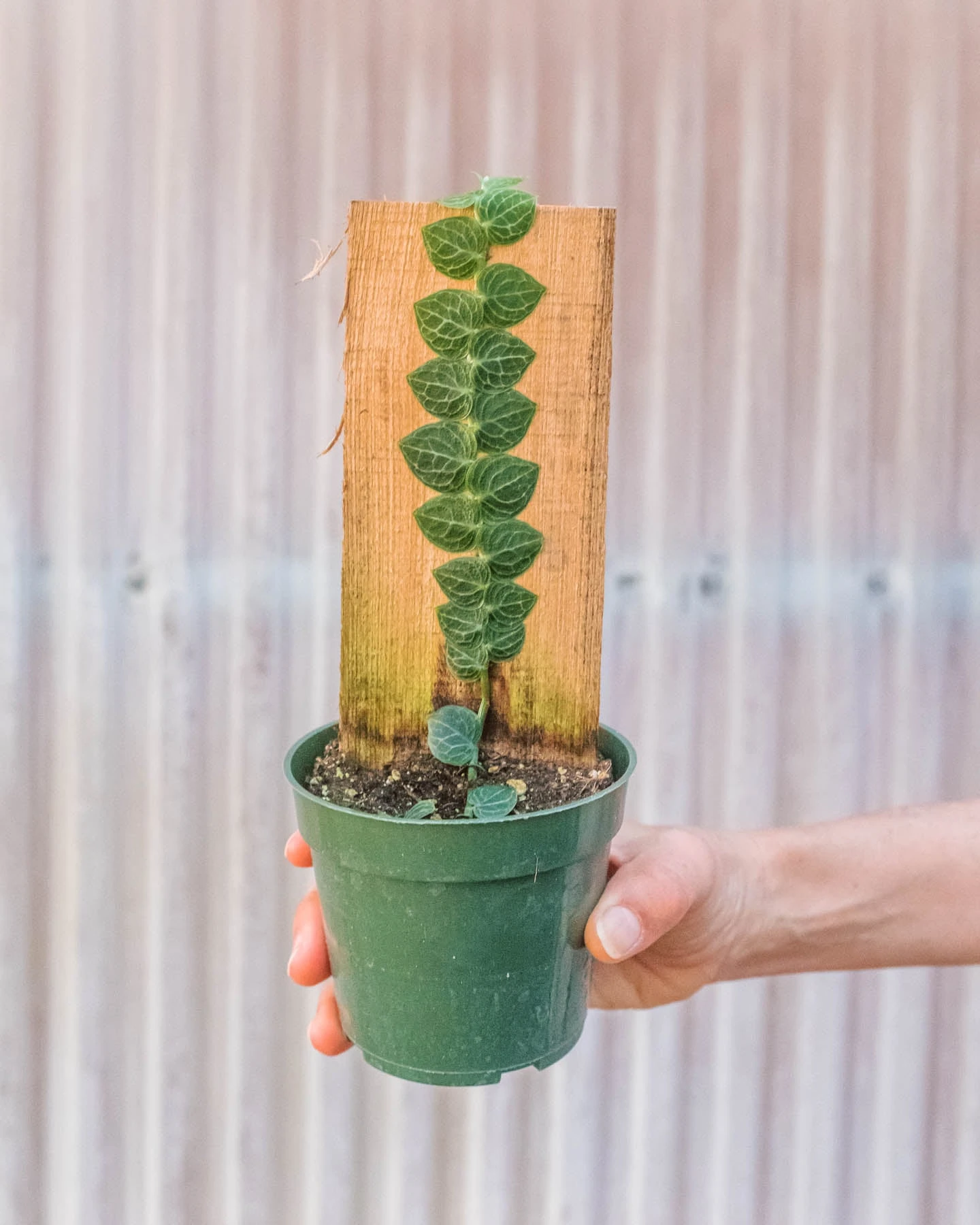 Rhaphidophora 'Cryptantha' (Shingle Plant) - Image 2