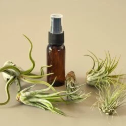 5 Pack Air Plant Variety Pack With Spray Bottle