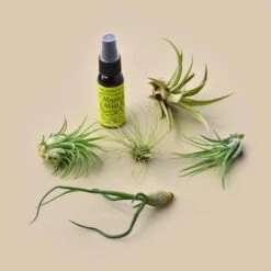 5 Tillandsia Air Plant Pack With Fertilizer Spray