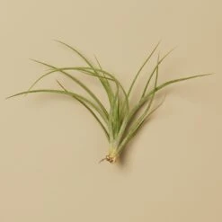 Tillandsia Air Plant Stricta