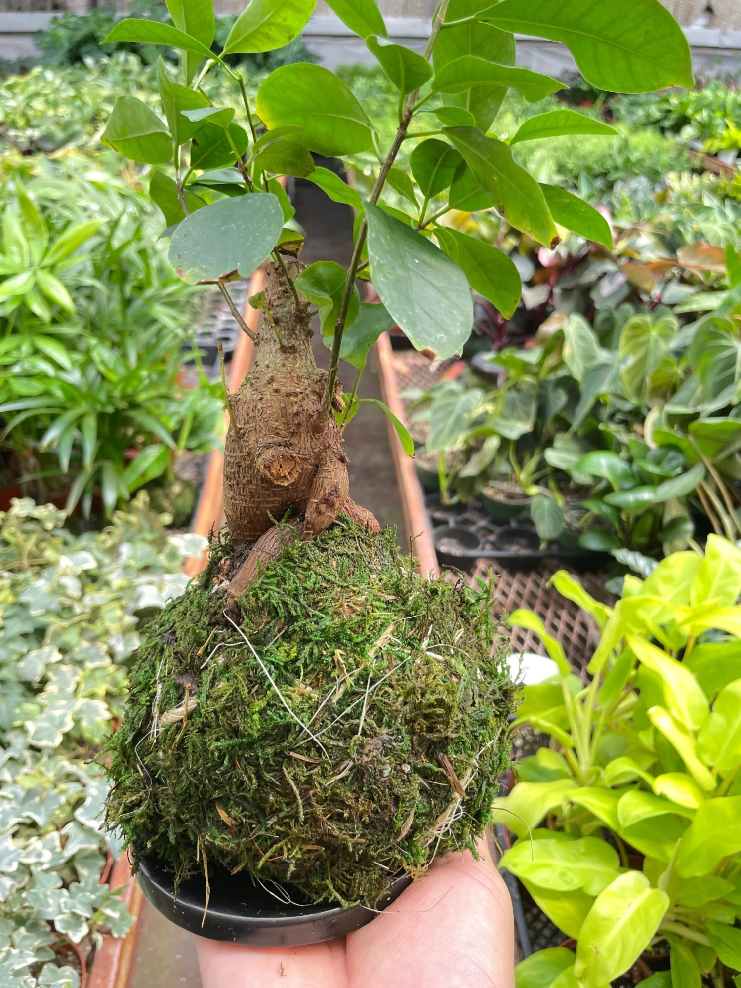 Ficus Ginseng Kokedama - Image 2