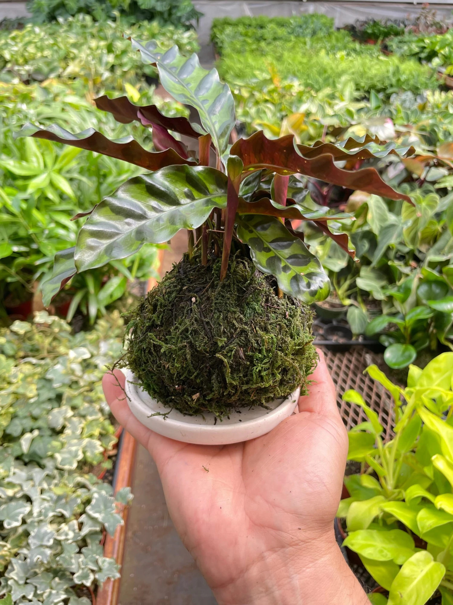 Calathea Rattlesnake Kokedama - Image 3