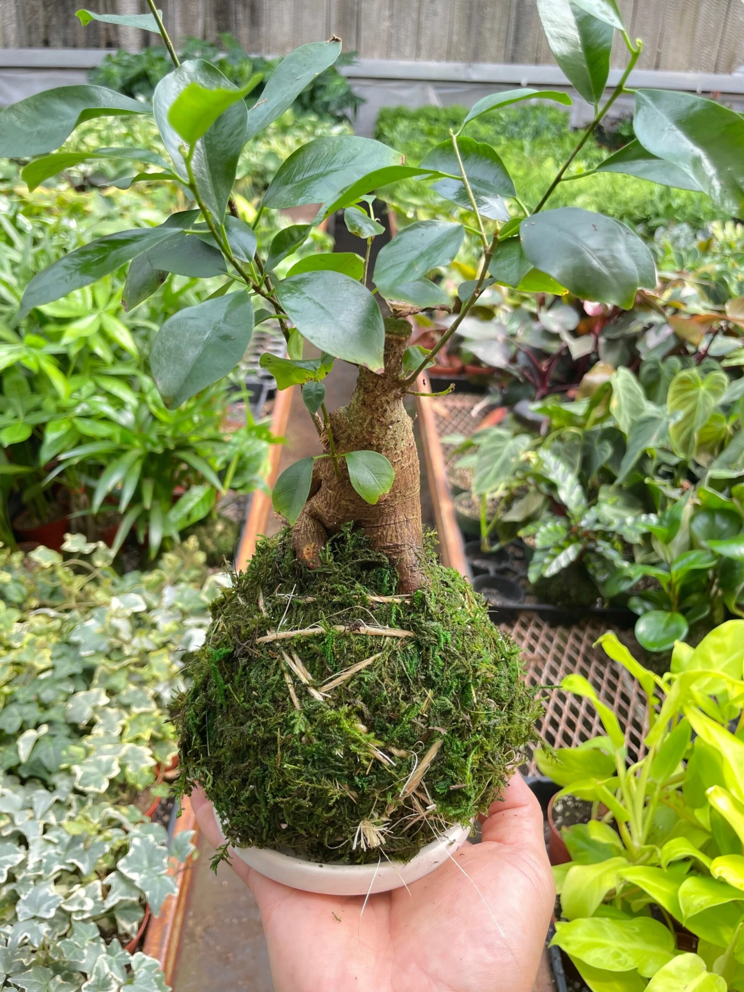 Ficus Ginseng Kokedama - Image 3