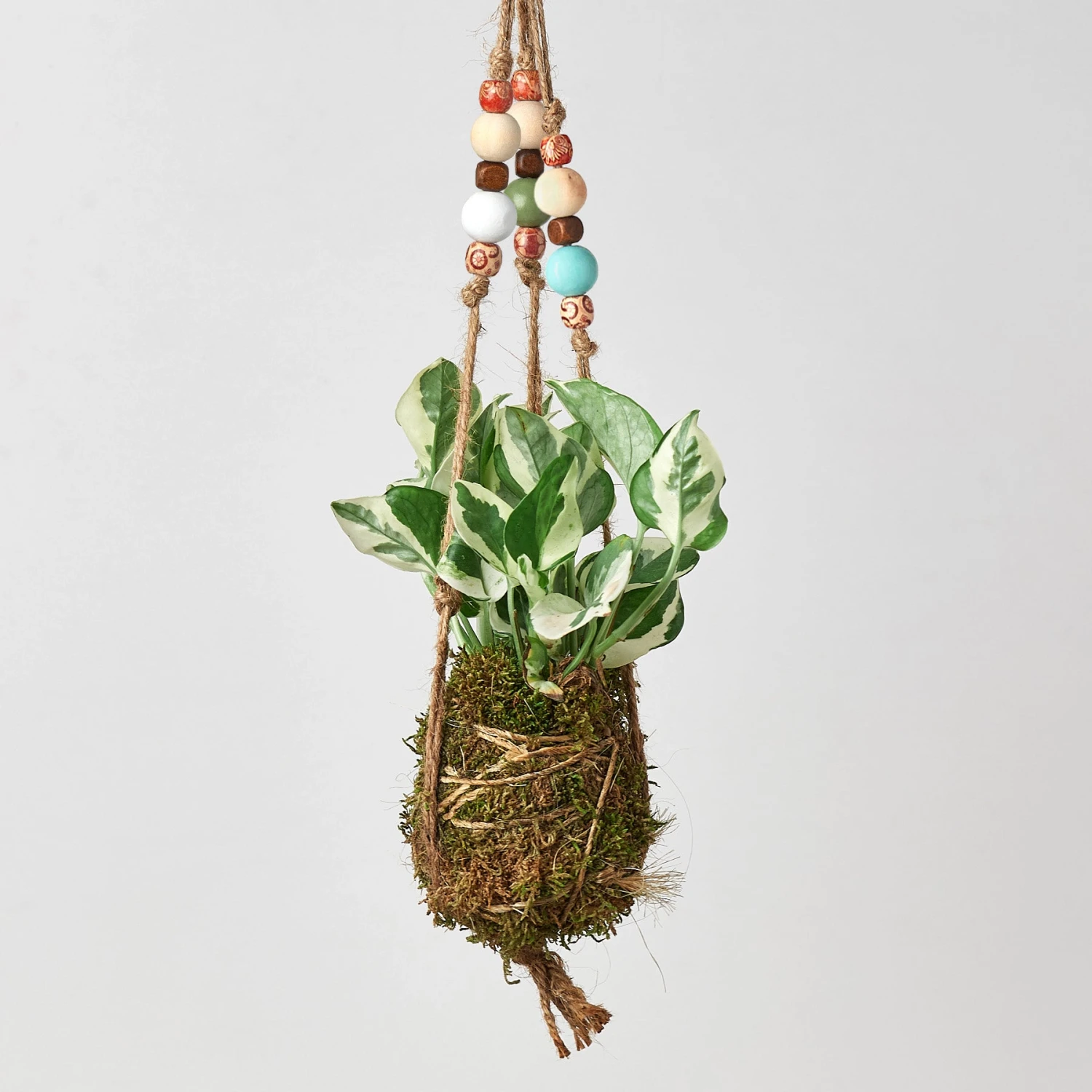 Bead Kokedama Moss Ball Hanging Plant - Image 4