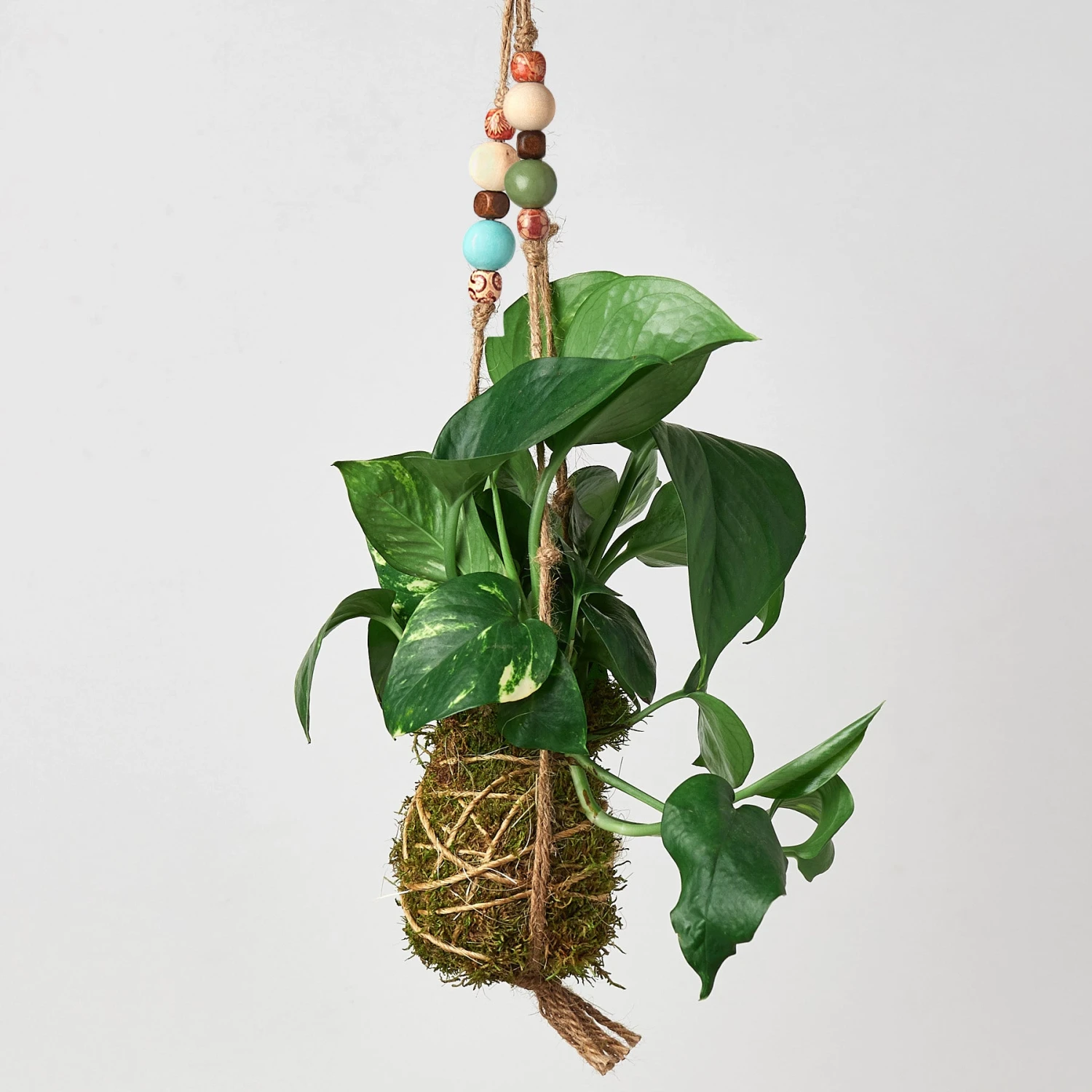 Bead Kokedama Moss Ball Hanging Plant - Image 6
