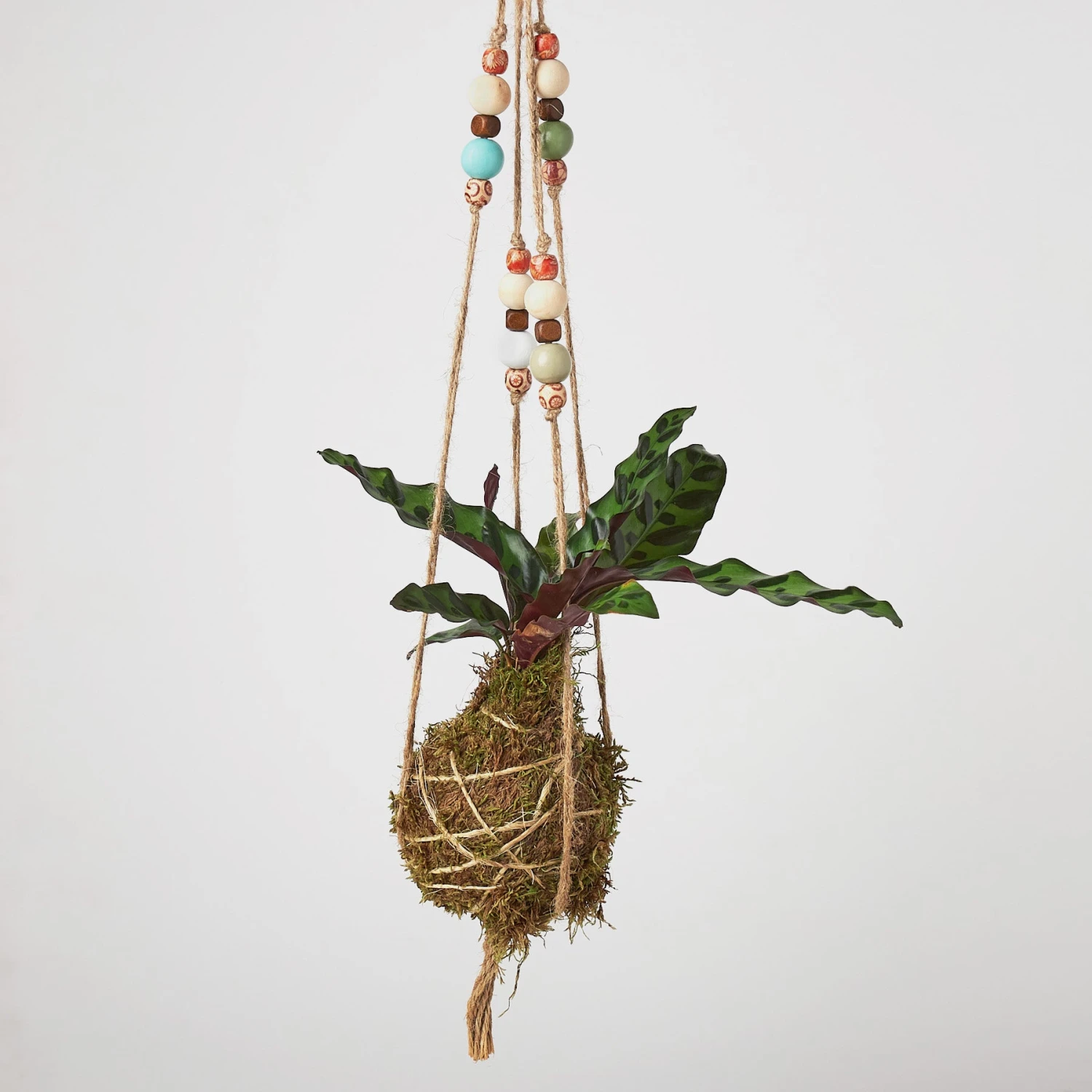 Bead Kokedama Moss Ball Hanging Plant - Image 7