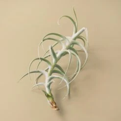 Tillandsia Air Plant Paleacea X Tectorum