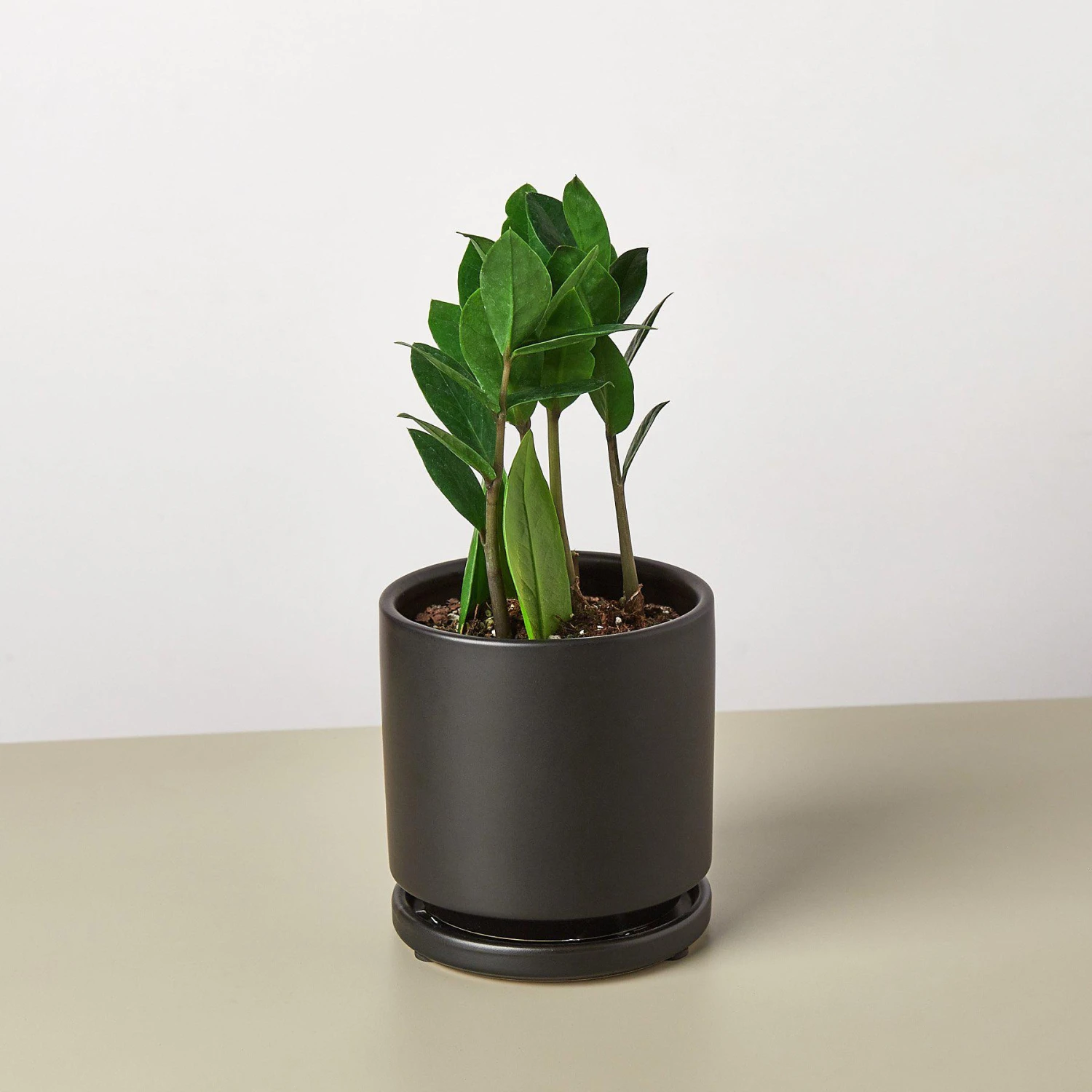 Zamioculcas Zamiifolia 'ZZ' - Image 7