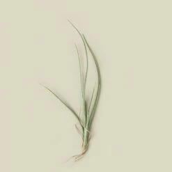 Tillandsia Air Plant Baileyi