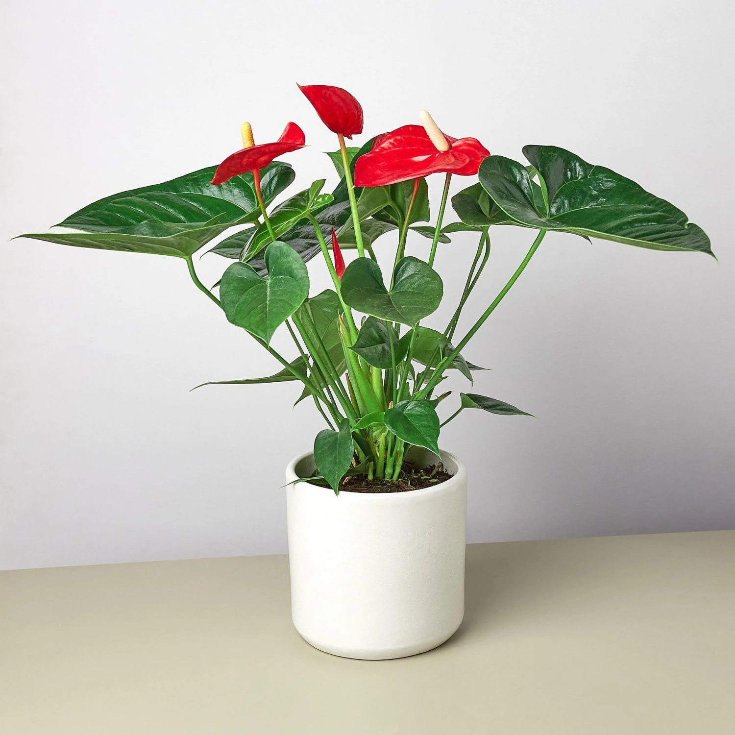 Anthurium 'Red' - Image 8