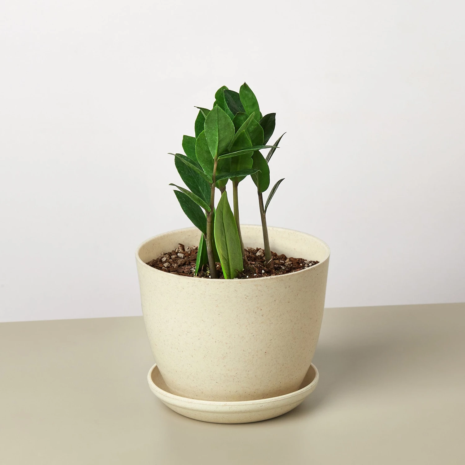 Zamioculcas Zamiifolia 'ZZ' - Image 10