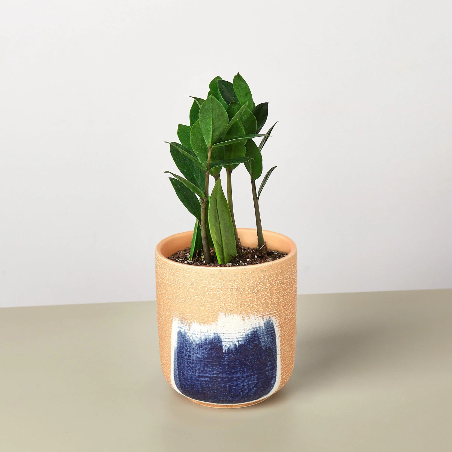 Zamioculcas Zamiifolia 'ZZ' - Image 8