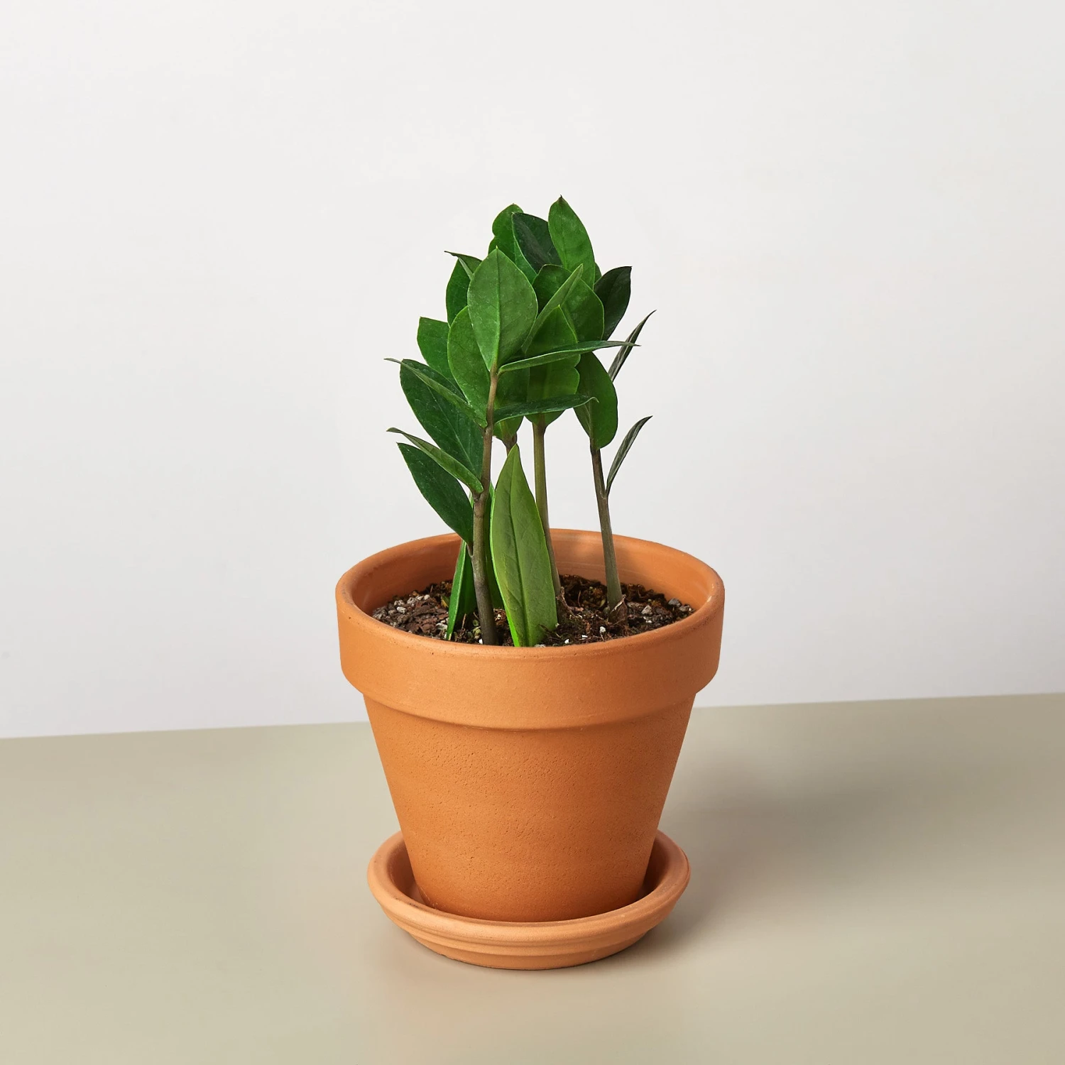 Zamioculcas Zamiifolia 'ZZ' - Image 11