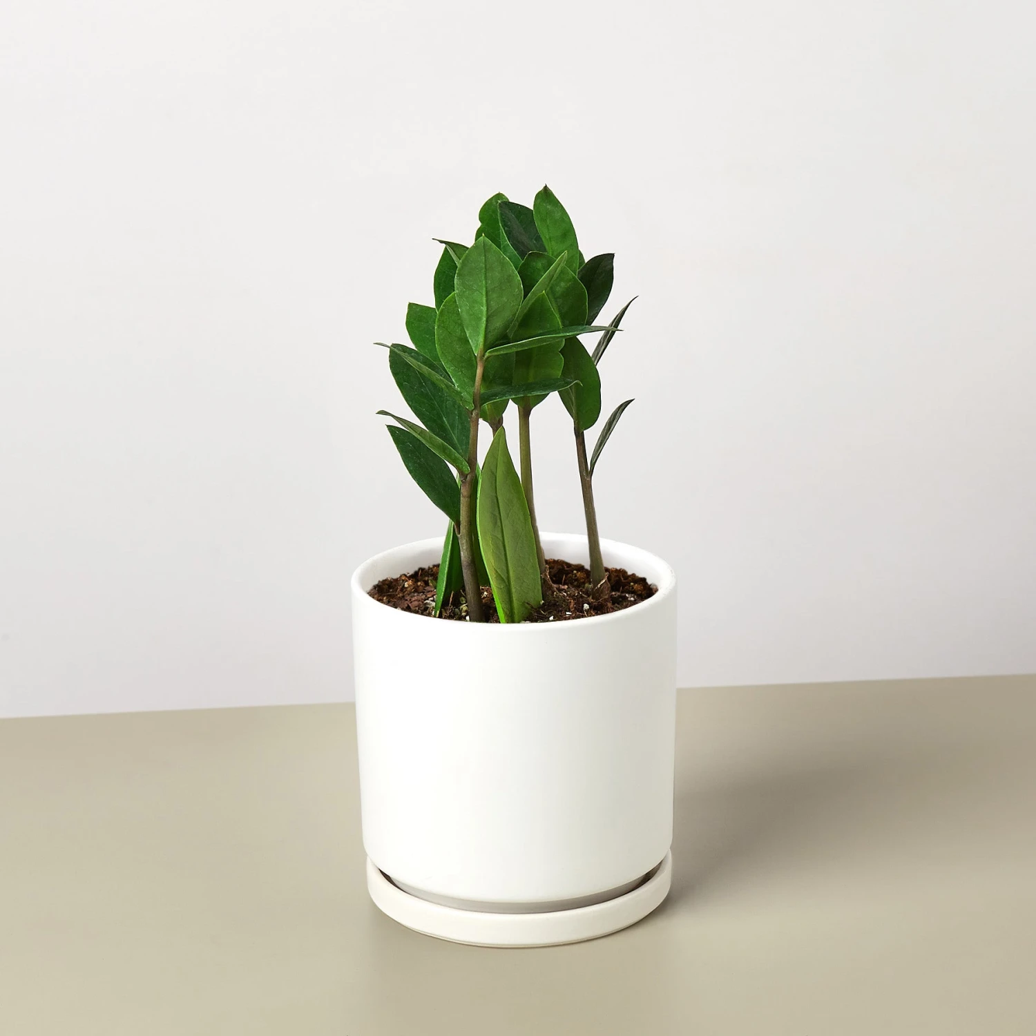 Zamioculcas Zamiifolia 'ZZ' - Image 12