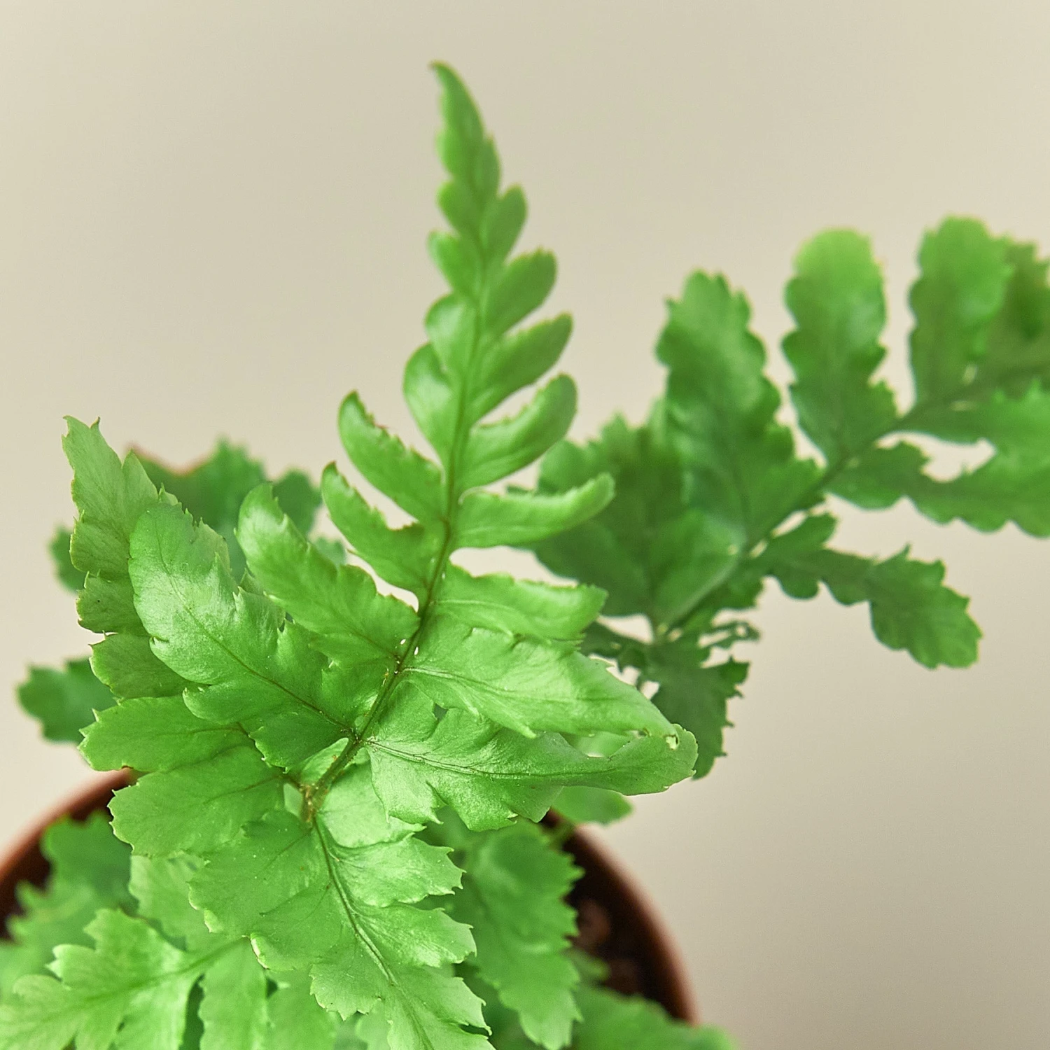 Autumn Fern - Image 3