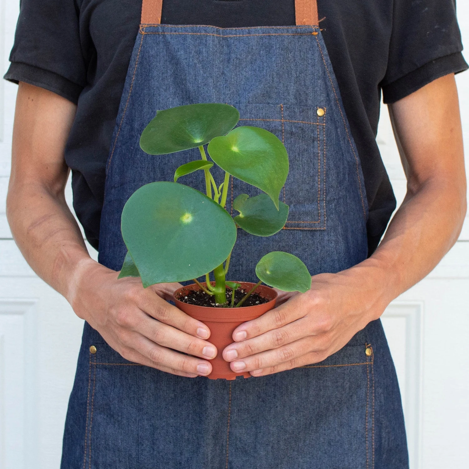 Peperomia 'Raindrop' - Image 3
